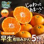 有田みかん 5kg