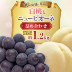 フルーツ詰合せ 白桃 ニューピオーネ 化粧箱入り