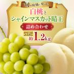 フルーツセット 白桃 シャインマスカット フルーツセット