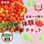 いちご狩り体験割引券 紅ほっぺ狩り体験チケット 4,000円×1枚 1セット