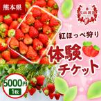 いちご狩り体験割引券 紅ほっぺ狩り体験チケット