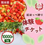 いちご狩り体験割引券 紅ほっぺ狩り体験チケット 10,000円×1枚 1セット