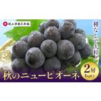 秋のニューピオーネ 2房 1kg以上