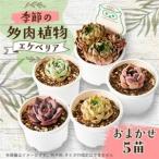 fu.... налог сезон. случайный суккулентное растение 5 рассада комплект [1394676] Tokyo Metropolitan area восток . гора город 