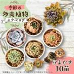 fu.... налог сезон. случайный суккулентное растение 10 рассада комплект [1394679] Tokyo Metropolitan area восток . гора город 