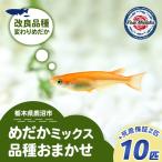 めだかさんミックス 計12匹