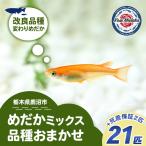 めだかさんミックス 計23匹