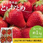 いちご とちおとめ 2L~3L 約1kg
