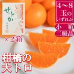 ちょっと 傷あり ハーフ 化粧箱 柑橘の大トロ