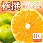 果物類 みかん 天田のこだわり頑固みかん