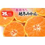 みかん 春待ち 越冬みかん 箱込2.5kg 内容量2.3kg