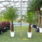 fu.... налог [110~130cm] cocos nucifera. дерево 1 шт. Phoenix *ro.re колено ro. cocos nucifera Osaka (столичный округ) .. город 