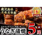 ふるさと納税 うなぎの大楠＜中＞5尾セット計650g(130g×5) うなぎ 鰻 ウナギ 5尾 国産 九州産 蒲焼き かばやき 冷凍 うな重 ひつまぶし.. 鹿児島県志布志市