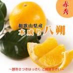 はっさく 10kg
