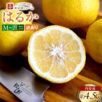訳あり はるか 4.5kg