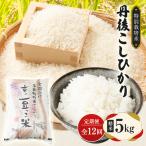 丹後コシヒカリ 精米5kg