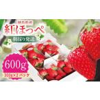 ふるさと納税 いちご 紅ほっぺ 約600g ( 約300g × 2パック ) 朝採り いちご 徳島県小松島市