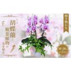 fu.... налог Mini . бабочка орхидея . декоративное растение. ....[11100-0962] Saitama префектура Saitama город 