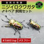 ニジイロクワガタ 成虫 ペア 飼育セット オス:60ミリup