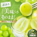 シャインマスカット 訳あり 約2kg
