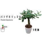 ふるさと納税 【観葉植物】パンダガジュマル5号(前園植物園/025-1449)南国鹿児島県で育った 観葉植物！植物 鉢付 インテリア 室内 オフィス お.. 鹿児島県指宿市