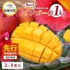 マンゴー 2027年発送 温泉 完熟 約1kg