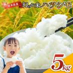 令和7年産 ハツシモ にじのきらめき2種食べ比べセット 各5kg