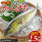 かんぱち 指宿産 菜の花 1尾