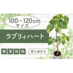 fu.... налог 2026 год 9 месяц сверху .~ отправка [ декоративное растение ]la желтохвост . Heart 100cm~120cm белый керамика горшок [ сельское хозяйство . вода производство . товар вид регистрация ] T&amp;P 077-1497. лист.. Кагосима префектура палец . город 