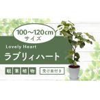 fu.... налог 2026 год 9 месяц сверху .~ отправка [ декоративное растение ]la желтохвост . Heart 100cm~120cm[ сельское хозяйство . вода производство . товар вид регистрация ] T&amp;P 077-1498 декоративное растение * Hokkaido *... Кагосима префектура палец . город 