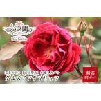 fu.... налог Miyazawa Kenji . love сделал роза [grus Anne teplitsu] новый рассада <2026 год 6 месяц .. время от времени отправка > Iwate префектура цветок шт город 