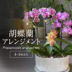 胡蝶蘭アレンジメント