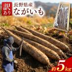 ながいも 訳あり 信州 伊那産 約5kg