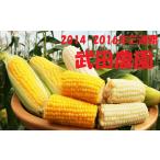とうもろこし 武田農園 約10本
