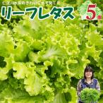 fu.... налог [..... налог ] < Sagawa блок производство leaf lettuce 5 пакет > гидропонная культура овощи Kochi свежий запад . сельское хозяйство .[ рефрижератор ] Kochi префектура Sagawa блок 