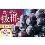 ピオーネ 種無し 約2kg