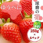 JAくま産 球磨の苺 250g×4パック