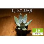 fu.... налог суккулентное растение желтохвост Tony (. женщина чашечка для сакэ )dado редкость суккулентное растение cc-0002 Kochi префектура . юг город 