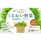 水耕栽培 リーフレタス うるおい野菜 6個セット
