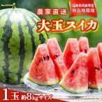 大玉スイカ 8kgサイズ 1玉