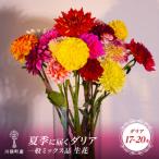 fu.... налог река . блок производство лето . достигать георгина в общем Mix товар живые цветы FAF-0067 Fukushima префектура река . блок 