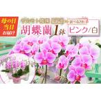 fu.... налог < можно выбрать цветок цвет > День матери подарок saka Moto сельское хозяйство .. . бабочка орхидея 1 горшок ( розовый or белый ) сообщение карта есть [C470] Miyazaki префектура новый . блок 