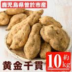 新物 黄金千貫 10kg