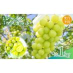 シャインマスカット1kg 1~3房