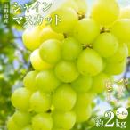 シャインマスカット2kg 2~6房
