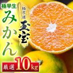 極早生みかん 10kg