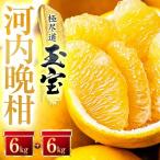 玉宝河内晩柑 12kg