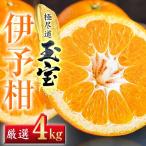 玉宝伊予柑 4kg