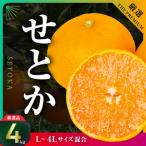 三代目の柑橘の大トロ 4kg