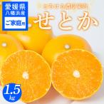 せとか 1.5kg